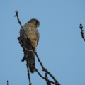 Falco tinnunculus (Turmfalke) Weibchen